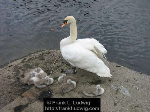 Swan and Cygnets